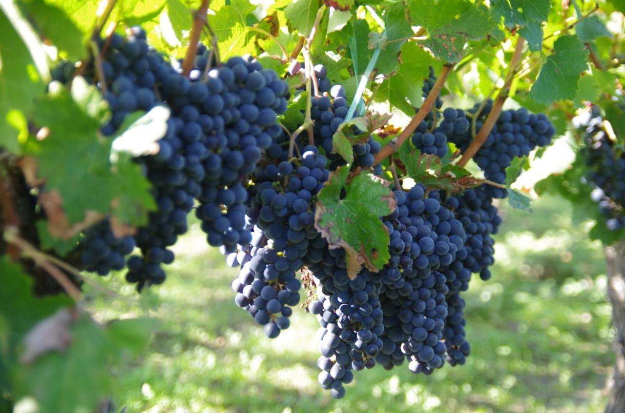 Clos De Bertinat Saint-Sulpice-de-Faleyrens Exterior photo